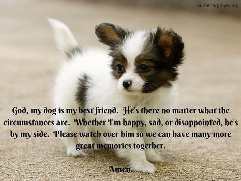 A short #prayer for your #dog. #prayers #pray #pets #prayers #dogs #Christian #religion Prayer For Sick Dog, A Dogs Prayer, Pet Quotes Dog, Prayer For Work, Best Dog Quotes, Pet Healing, Short Prayer, Pet Quotes, Our Father Prayer