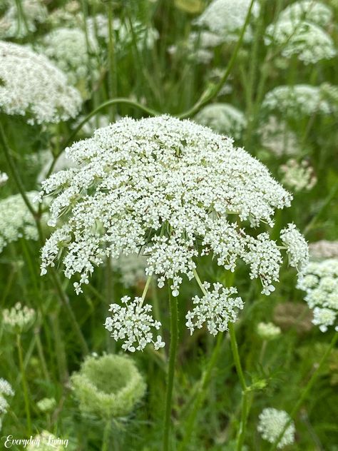 How To Plant Carrots, Cream Tattoo, Queen Anne's Lace Flowers, Flower Identification, Garden Plans, Tattoo Cover, Spring Pastels, White Garden, Queen Annes Lace