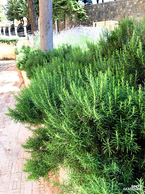 How to Grow Rosemary in Gardens and Containers Rosemary In Landscaping, Rosemary Garden Landscapes, Rosemary Flower Bed, Rosemary In Garden, Rosemary Bush Landscaping, Rosemary Landscaping, Rosemary Plant Landscaping, Flowering Rosemary, Rosemary Hedge