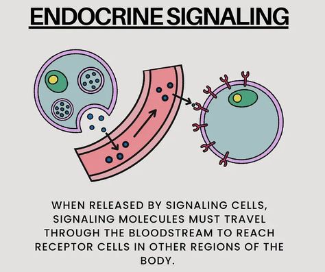 Short and Long-Distance Cell Signaling | by Britney | The 131217net | Aug, 2023 | Medium Ap Biology, Long Distance, Cell Signaling, Chemical Structure, Cell Membrane, Circulatory System, Endocrine System, Blood Cells, Blood Vessels