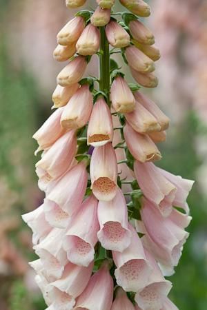 Beautiful to bees! Apricot Foxglove, Plants To Attract Bees, Digitalis Purpurea, Peach Garden, Sarah Raven, Pink Border, Flower Spike, Deco Floral, Delphinium