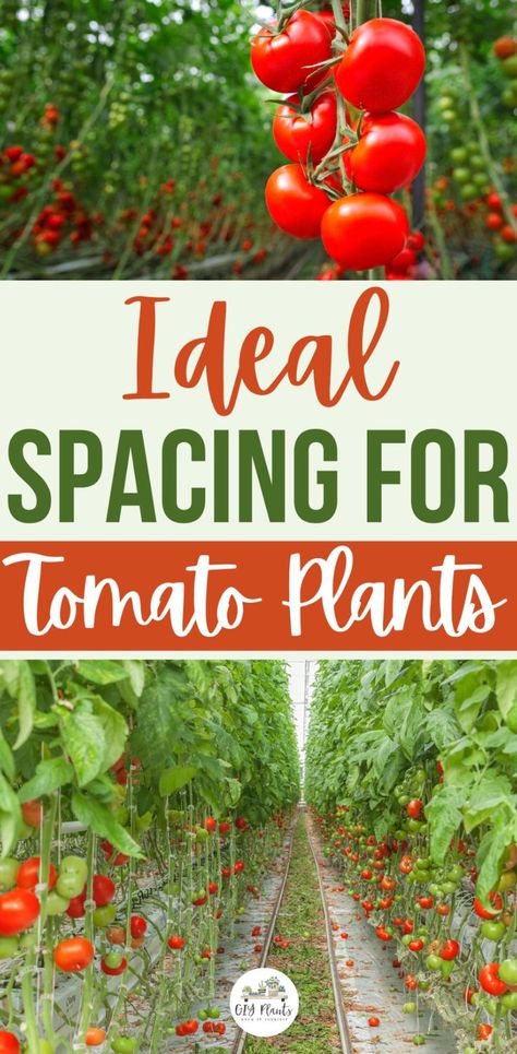 Ideal Spacing for Tomato Plants Best Way To Stake Tomato Plants, Tomato Plant Spacing, Raised Bed Tomatoes, How To Stake Tomato Plants, Growing Tomatoes In Raised Bed, Raised Tomato Beds, Stake Tomato Plants, Tomatoes In Raised Beds, Staking Tomato Plants