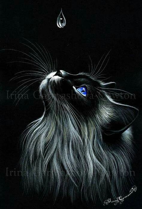 A Drop Of Water, Drop Of Water, A Black Cat, A Drawing, A Cat, A Black, Black Cat, Water, Blue