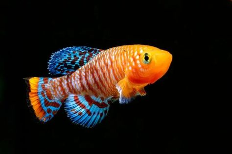 12 Best Fish For 29 & 30 Gallon Tanks (With Pictures) | It's A Fish Thing 30 Gallon Fish Tank, 55 Gallon Tank, Nano Reef Tank, Fresh Water Fish Tank, Betta Fish Tank, Fishing For Beginners, Cool Fish, Aquarium Ideas, Reef Aquarium