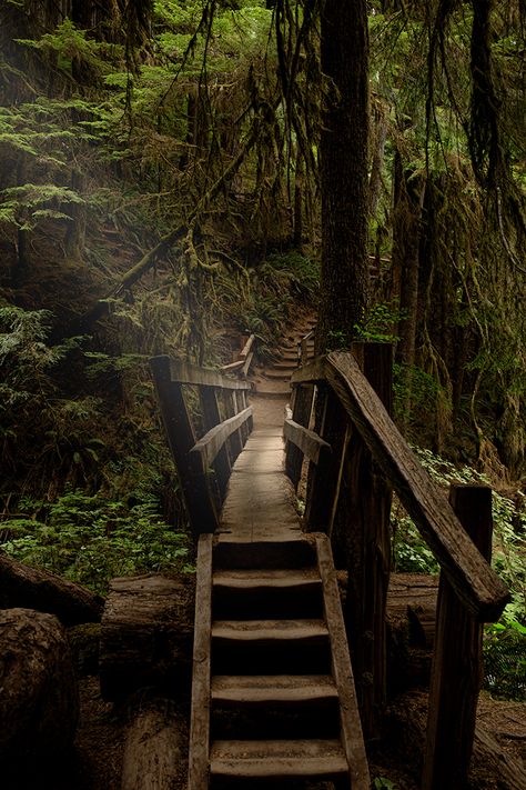 Hoh rainforest Rainforest Cabin Aesthetic, Nature, Aesthetic Rainforest, Alaska Rainforest, Magical Rainforest, Dark Rainforest, Hoh Rainforest Washington, Rainforest Background, Rainforest Aesthetic