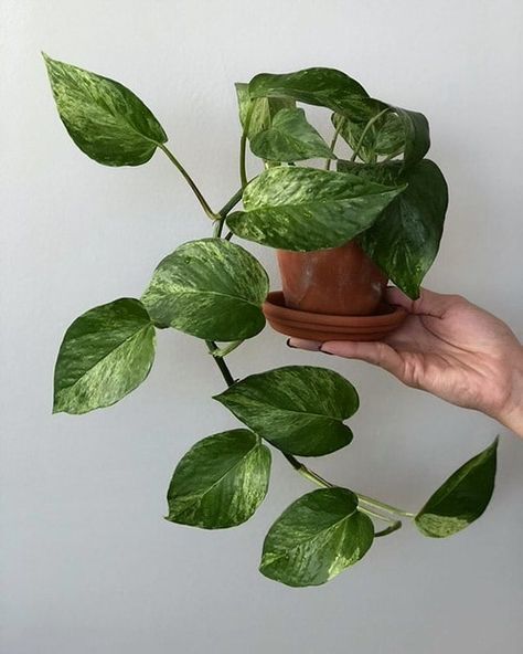 Statement Plants, Plants Wishlist, Wishlist Plants, Plant Friends, Tattoo Plant, Indoor Greenhouse, Pothos Plant, Plant Aesthetic, House Plants Decor