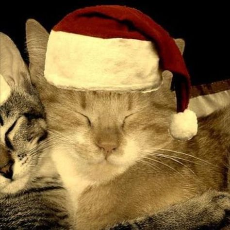 Christmas Profile Pictures, Cat Profile, Duos Icons, Cat Couple, Silly Cats Pictures, Hello Kitty Christmas, Cat Icon, Silly Animals, Cute Profile Pictures