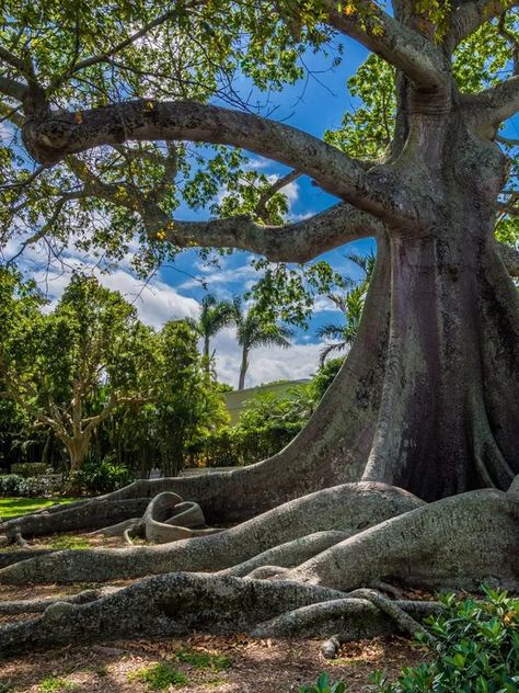 The Mystical Kapok. I couldn’t help but feature this… | by Mack Little | Medium Historical Fiction Writing, Kapok Tree, Spirits Of The Dead, Cotton Tree, Lesser Antilles, Sacred Tree, Supernatural Beings, Tree Drawing, African Culture