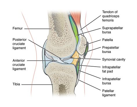 9.4 Synovial Joints – Anatomy & Physiology Synovial Joints, Hyaline Cartilage, Greater Trochanter, Joints Anatomy, Synovial Fluid, Uric Acid, Body Joints, Anatomy Study, Autoimmune Disease