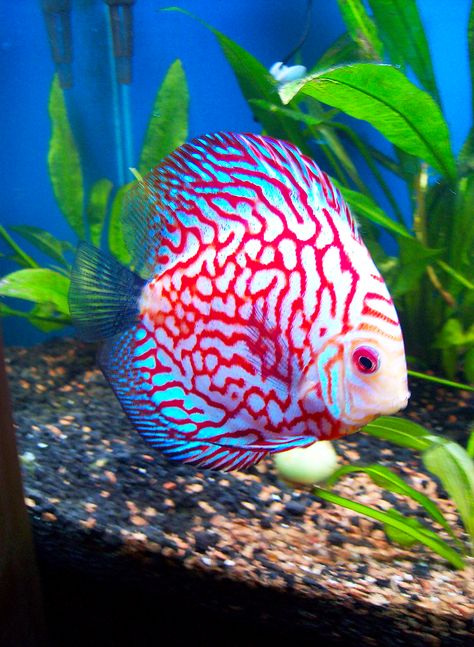 Discus fish (Symphysodon aequifasciatus) #Discus #fish #Symphysodon #aequifasciatus #FishTank #Aquarium #FreshWaterTank #Aquascape #PlantedTank #FreshwaterFish #Fish #Aquascaping Discus Fish For Sale, Discus Aquarium, Tropical Freshwater Fish, Discus Fish, Salt Water Fishing, Salt Water Fish, Freshwater Aquarium Fish, African Cichlids, Cool Fish