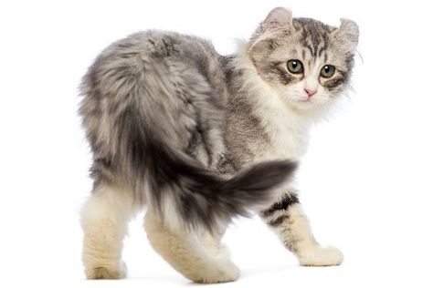 American Curl Kitten, Cat Tail Signs, Cat Front View, Cat Back View, Cat Behavior Facts, Cat Races, Cat Poses, Cat References, American Curl