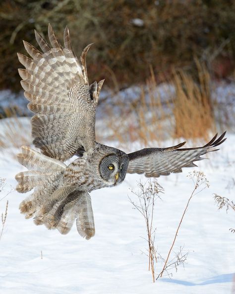 Great Gray Owl, North American Animals, Owl Wings, Owl Feather, Grey Owl, Great Grey Owl, Owl Photos, Owl Pictures, Gray Owl