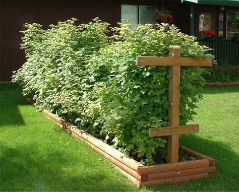 Raspberry BushesOH! I love the idea of supporting them and containing them in a raised bed! Genius! Raspberry Bushes, Planning Garden, Raspberry Bush, Raspberry Plants, Berry Bushes, Have Inspiration, Garden Yard Ideas, Fruit Garden, Easy Garden