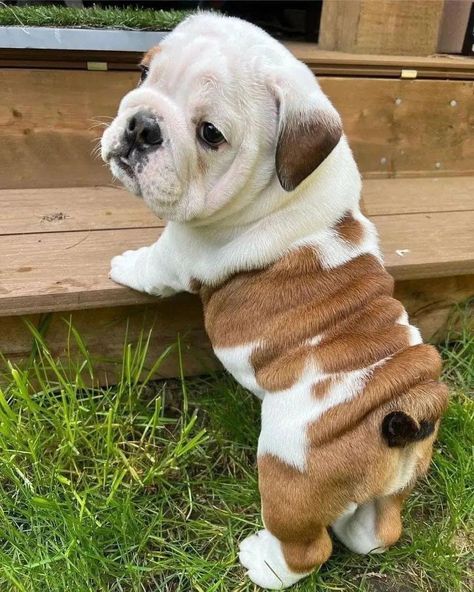 Cat And Dog Drawing, Cute Bulldog Puppies, Cute Small Dogs, Cute Dogs Images, Very Cute Puppies, Super Cute Puppies, English Bulldog Puppies, Cute Animals Puppies, Very Cute Dogs