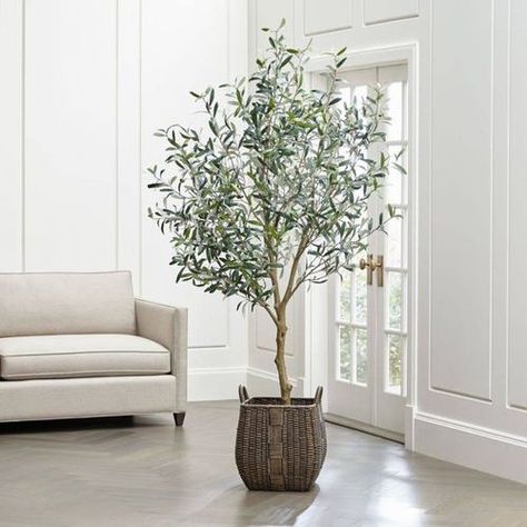 Olive Tree Care, Indoor Olive Tree, Olivier En Pot, Growing Olive Trees, Faux Olive Tree, Indoor Trees, Fiddle Leaf Fig Tree, Interior Plants, Potted Trees