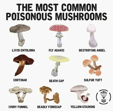 Poisonous Berries, Growing Mushrooms At Home, Mushroom Identification, Poisonous Mushrooms, Survival Stuff, Mushroom Tattoos, Gothic Garden, Homesteading Skills, Mushroom Hunting