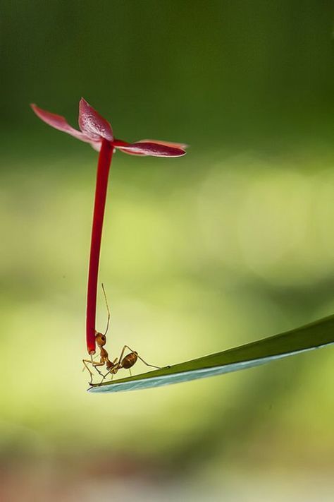 Ant carrying a flower Foto Macro, A Bug's Life, Beautiful Bugs, Bugs And Insects, Cool Ideas, Jolie Photo, Nature Animals, 귀여운 동물, Macro Photography