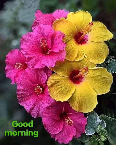 Free Good Morning Images, Lovely Good Morning Images, Rose Flower Pictures, Good Morning Beautiful Flowers, Good Morning Flowers Pictures, Good Morning Flowers Gif, Good Morning Friends Images, Good Morning Beautiful Images, Beautiful Flowers Photos