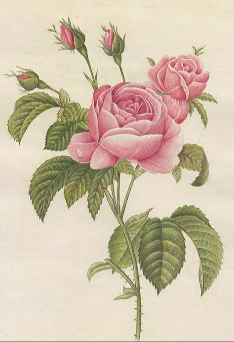 Aesthetic Flower Painting, Botanical Printables, Free Paper Printables, Illustration Rose, Flower Reference, Rose Illustration, Vintage Flower Prints, Illustration Botanique, Roses Drawing