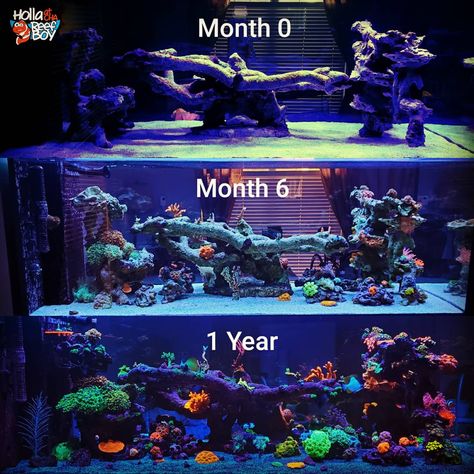 Coral Reef Fish Tank, 40 Gallon Saltwater Aquarium, 10 Gallon Saltwater Aquarium, Saltwater Reef Tank, Coral Reef Aquarium Saltwater Tank, Saltwater Aquarium Aquascaping, Reef Tank Ideas, Salt Water Aquarium Ideas, Small Saltwater Tank