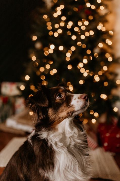 Christmas Photo With Dog Single, Dog Christmas Tree Pictures, Puppies First Christmas, Dog Winter Photoshoot, Puppy Christmas Photoshoot, Christmas Dog Photos, Winter Dog Photoshoot, Christmas Aesthetic Dog, Christmas Photoshoot With Dog