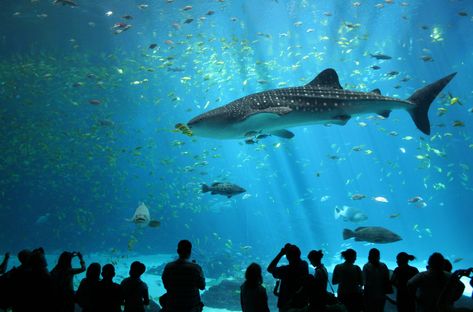 Big Aquarium, Sea Aquarium, Amazing Aquariums, Georgia Aquarium, Beluga Whale, Foto Art, Whale Shark, Sea World, Cool Stuff