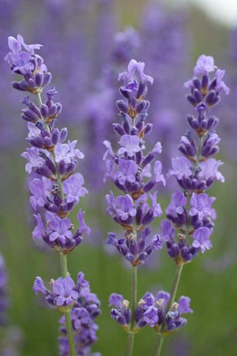 Lavender Hedge, Flor Tattoo, Deer Resistant Plants, Lavender Aesthetic, English Lavender, Lavender Plant, Lovely Lavender, Lavandula Angustifolia, Drought Tolerant Plants