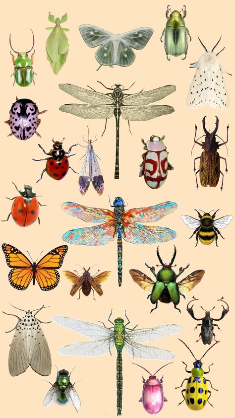 #insects #bugs Pretty Bugs Insects, Bug Collage, Insects Aesthetic, Insect Aesthetic, Desert Insects, Bug Pictures, Bug Painting, Pretty Bugs, Forest Bugs