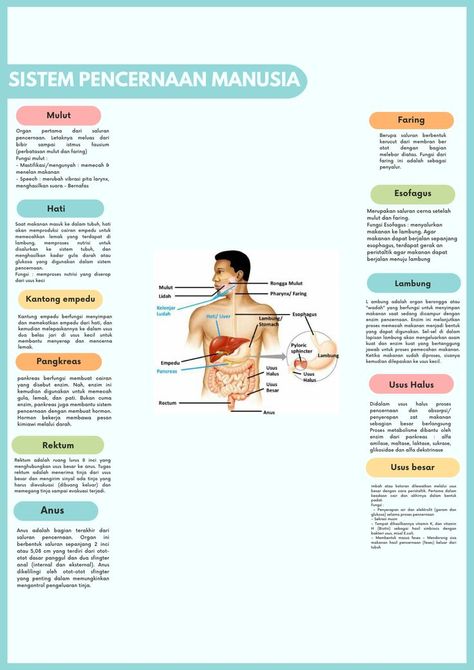 Motif Henna, Materi Ipa, Mind Maping, Peta Pikiran, Sistem Pencernaan, Medical Notes, Medical School Life, School Study Tips, Mind Map