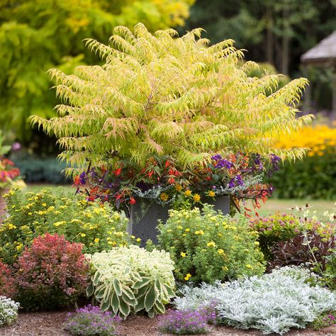 Slide 1: Sumac Shade Bushes, Best Shrubs For Shade, Colorful Shrubs, Evergreen Landscape, Broadleaf Evergreen, Shade Shrubs, Specimen Trees, Landscape Edging, Garden Shrubs