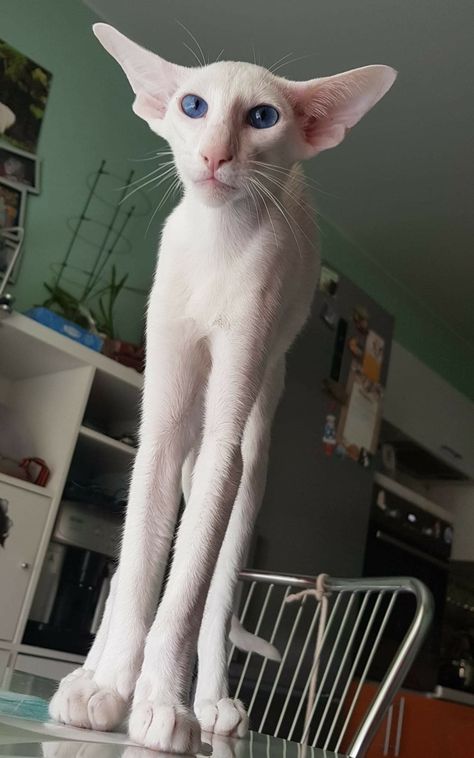 Orential Shorthair, Dobby Cat, Cute Hairless Cat, Hairless Cats, Soyut Sanat Tabloları, Silly Cats Pictures, Hairless Cat, Most Beautiful Cat Breeds, Pretty Animals