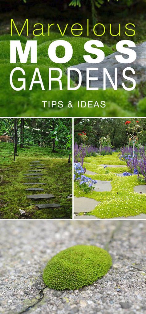 Marvelous Moss Gardens : How to Grow Moss Outdoors | The Garden Glove Landscape Designs, Wedding Moments, Grow Moss, Moss Gardens, Growing Moss, Moss Garden, How To, Wood Design, Garden Party