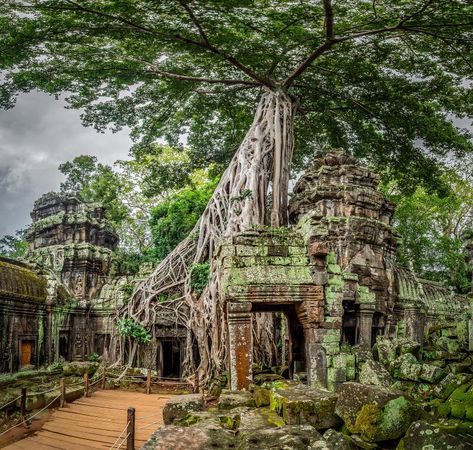 Ta Prohm Temple, Angkor Thom, Siem Reap, Cambodia. Stock Photo - Image of reap, tourism: 297336212 Ta Prohm Temple, Ta Prohm, Angkor Thom, Siem Reap Cambodia, Banyan Tree, Siem Reap, Forest Flowers, Tree Roots, Angkor Wat