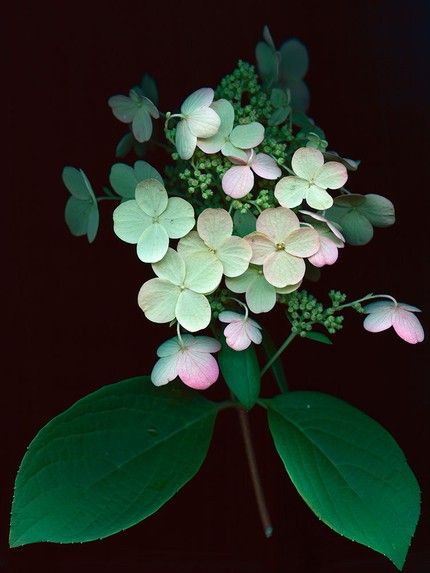 hydrangea Bunch Of Flowers, Beautiful Blooms, Flowers Nature, Dream Garden, Love Flowers, Flowers Photography, My Flower, Land Scape, Pretty Flowers