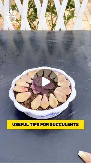 Ideas For Planting Succulents, How To Grow Succulents, How To Plant Succulents, Succulent Pot Ideas, Suculentas Ideas, Succulent Garden Diy Indoor, 2024 Tips, Succulent Garden Ideas, Patio Container Gardening