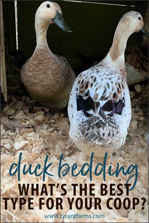 Duck Bedding Coop, Duck Bedding Ideas, Duck Coop Flooring Ideas, Diy Duck Coop Ideas, Duck Coop And Run, Duck Shelter Ideas, Duck Enrichment Ideas, Toys For Ducks, Duck House Ideas Backyards