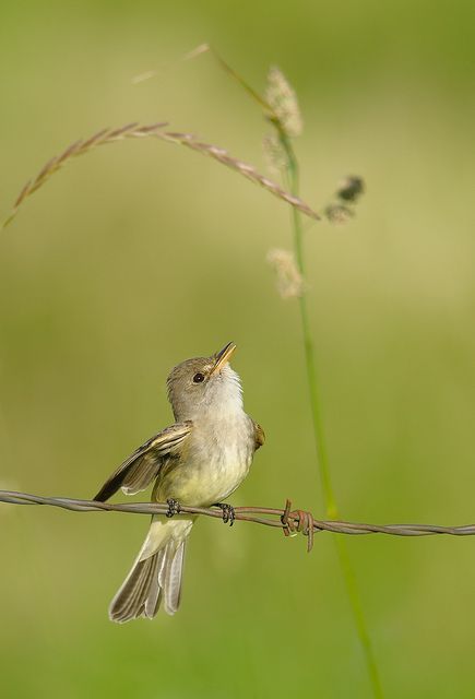 The Willow Flycatcher (Empidonax traillii) is a small insect-eating, neotropical migrant bird of the tyrant flycatcher family. Kinds Of Birds, Bird Watcher, Nature Birds, All Birds, Bird Pictures, Exotic Birds, Birdwatching, Pretty Birds, Bird Photo