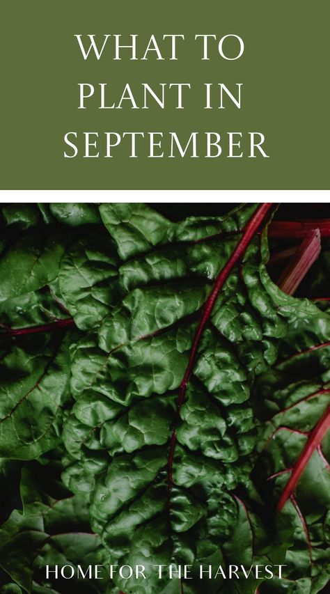 Crops To Plant In Fall, Things To Plant In September, Crops To Plant In September, Things To Plant In The Fall, Fall Raised Garden Beds, Fall Garden Inspiration, What To Plant In The Fall, September Planting, Vegetables To Plant In September