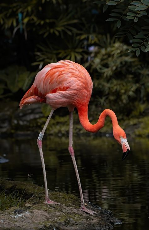 Foto de stock gratuita sobre agua, al aire libre, ambiente tropical, américa del sur, animal, ave exotica, ave tropical, ave zancuda, aviar, biodiversidad, cali, colombia, colores vibrantes, ecosistema, elegante, entorno natural, especies de aves, fauna, flamenco, flamenco americano, flamenco rosa, fotografía de aves, fotografía de naturaleza, fotografía de vida salvaje, grácil, habitat, hábitat de vida silvestre, naturaleza, observación de aves, ornitología, pájaro, phoenicopterus ruber, pierna Flamenco Animal, Cali Colombia, Animals