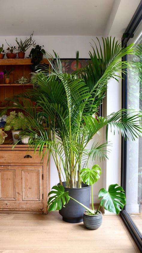 About the Areca Palm We adore the pure class of this stunning Areca palm! You probably recognise this palm even if you don’t know the name!  It’s well-loved, graceful, and elegant - think 1920s hotel, mirrors, and dinner jackets! It will give your home that sophisticated feel, like walking into a movie set! Palm house plants are always popular, and the Areca Palm is no exception. Native to the tropics of Madagascar but, can also be found as close to home as the South of France! The Areca Palm Areca Palm Care, Areca Palm Indoor, Palm House Plants, Organic Plant Food, Indoor Palms, Large Indoor Plants, Corner Plant, Indoor Tree, Diy Window Treatments