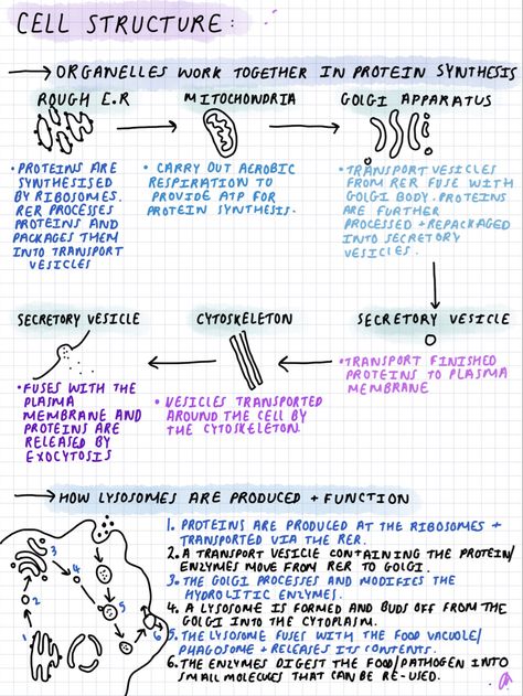 Biology Revision Gcse Infection And Response, Molecular Cell Biology, Grade 9 Biology Notes, Year 12 Biology Notes, Cell Theory Notes Biology, Introduction To Biology Notes, Biology Foundation Notes, Revision Notes Biology Alevel, As Level Biology Notes