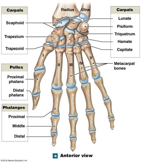 Skeleton Diagram, Hand Bones, Medical Assistant Student, Anatomy Bones, Basic Anatomy And Physiology, Nursing Student Tips, Biology Facts, Nursing School Survival, Human Body Anatomy