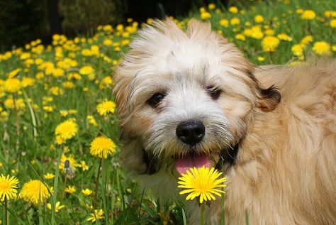 Cavachon Quiet Dog Breeds, Cavachon Dog, Bark At The Moon, Celebrity Dogs, Cavalier King Charles Dog, Edible Wild Plants, King Charles Dog, Hybrid Dogs, Dog Info