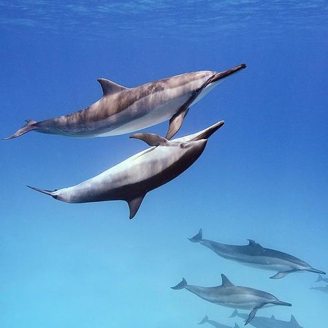 National Geographic on Instagram: “Photo By @BrianSkerry Spinner dolphins socializing in the early morning off Hawaii. Spinners are one of the most social of dolphin species,…” Spinner Dolphin, Sea Mammal, Dolphin Art, Ocean Tattoos, Beluga Whale, Beautiful Sea Creatures, Marine Mammals, Deep Water, Ocean Creatures