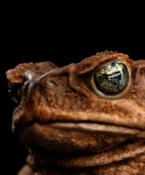 #Sapo-cururu: saiba tudo sobre esta #espécie  O sapo-cururu, conhecido na comunidade científica como #Rhinella #marina, é um anfíbio anuro pertencente à família Bufonidae. Frog And Toad, Toad, Frogs, Pet, ? Logo, Animals, Anime, Design, Art