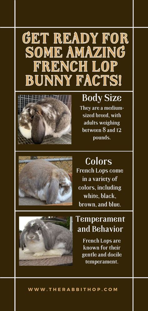 French Lop Bunny, English Lop Rabbit, French Lop Rabbit, English Lop, French Lop, Lop Bunnies, Lop Bunny, Giant Rabbit, Flemish Giant