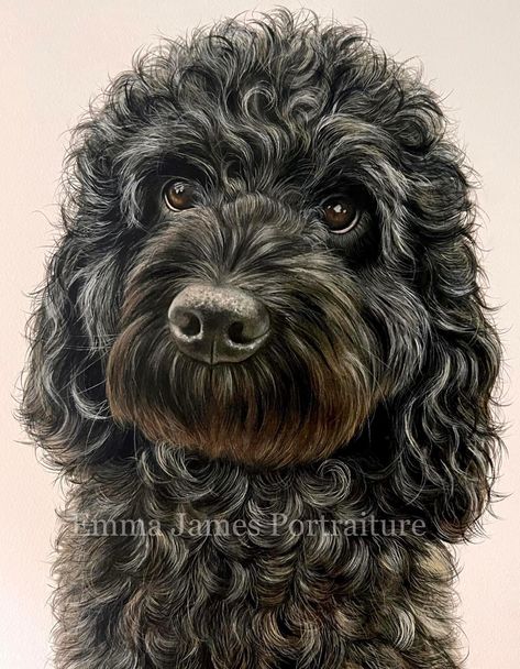 Black Poodle Painting, Black Poodle Drawing, Labradoodle Drawing, Labradoodle Art, Poodle Drawing, Dogs Painting, Black Labradoodle, Black Cockapoo, Watercolor Dog Portrait