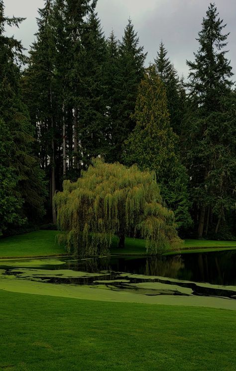 Willow Tree Lights, Tree Branch Light, Willow Tree Branch, Willow Trees Garden, Tree Led Lights, Willow Tree Wedding, Weeping Trees, Willow Trees, Weeping Willow Tree