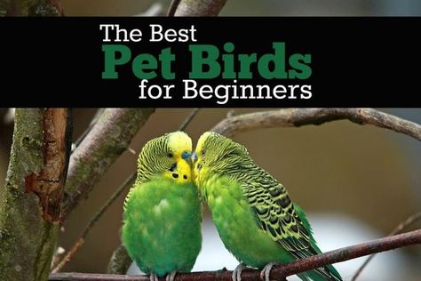 The Best Pet Birds for Beginners: Select the Perfect Pet Today Best Pet Birds, Kids Fishing, Pet Fish, Bird Supplies, Healthy Pets, Pet Bird, Cute Birds, Cat Care, Exotic Pets