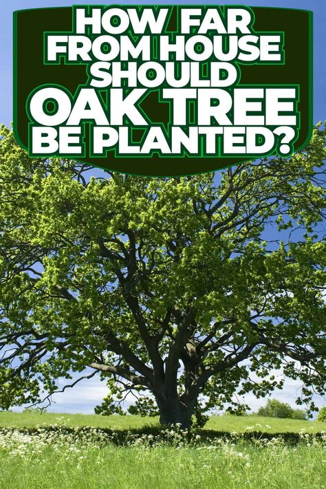 Gardening Tips: Oak Tree Planting Distance from House Burr Oak Tree, Oak Tree Garden, Oak Trees Landscaping, Bur Oak Tree, Hawthorn Tree, Yucca Plant, Gardening Gear, Holly Tree, Crabapple Tree